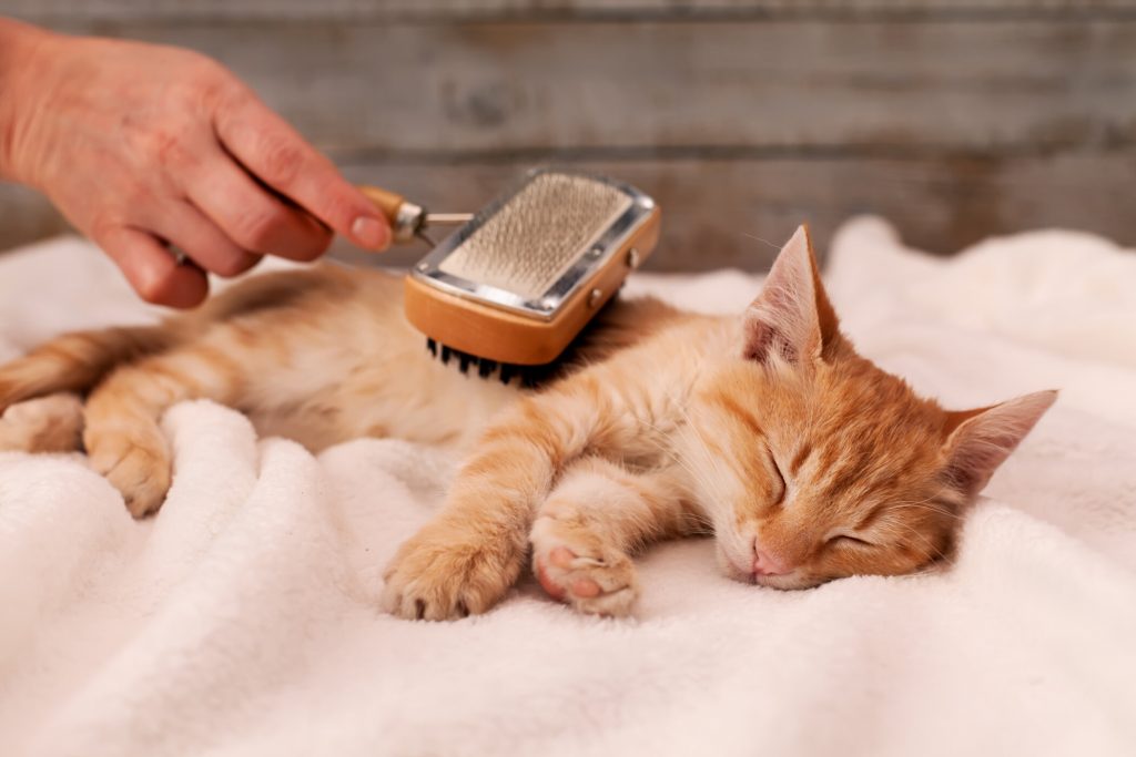 Importance Of Pet Grooming Services